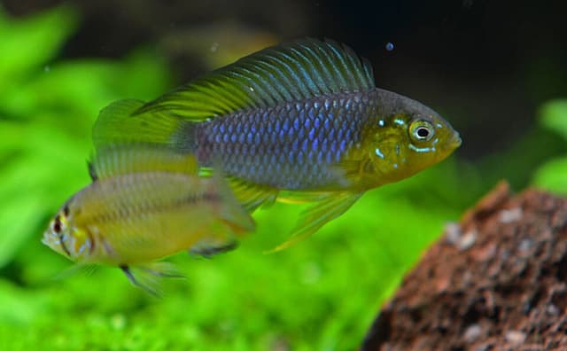 Borelli's Apisto