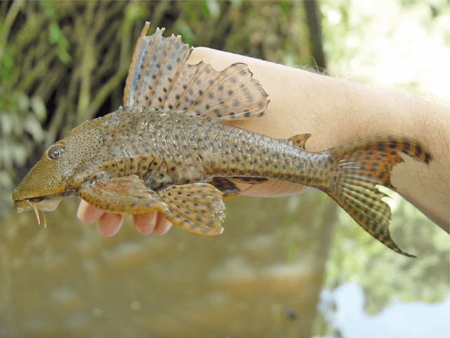 Common Pleco