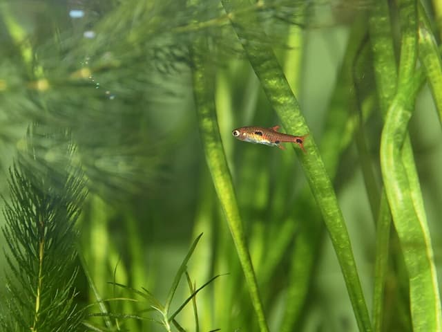 Dwarf Rasbora