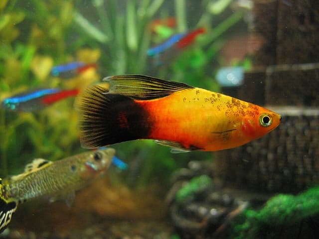 Fancy Guppy