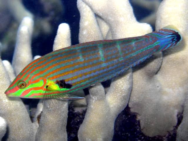 Melanurus Wrasse