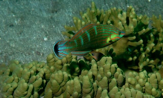 Melanurus Wrasse