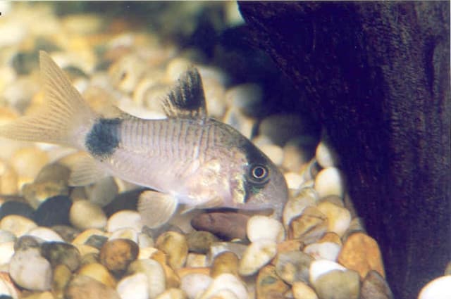 Panda Corydoras
