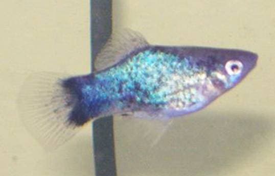 Platy