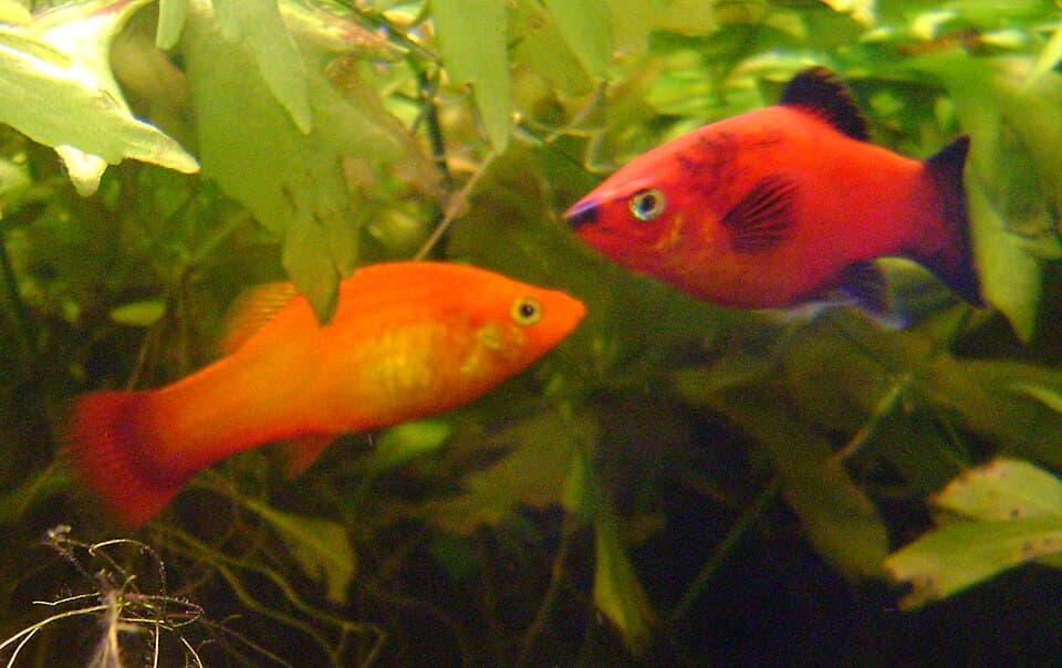 Platy