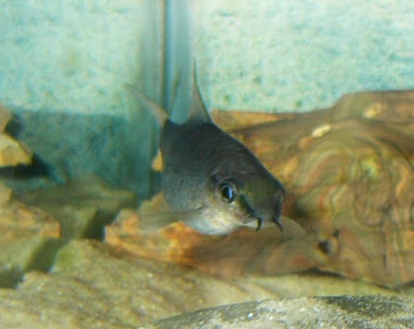 Rainbow Shark