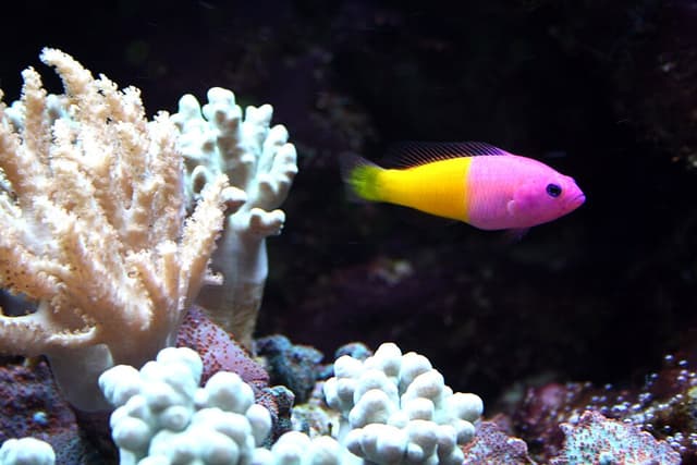 Royal Dottyback