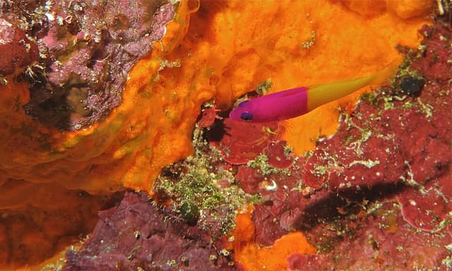 Royal Dottyback