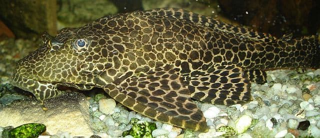 Sailfin Pleco