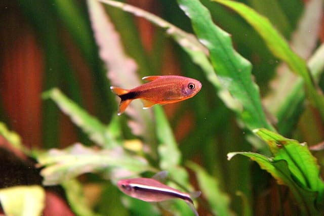 Silver Tip Tetra
