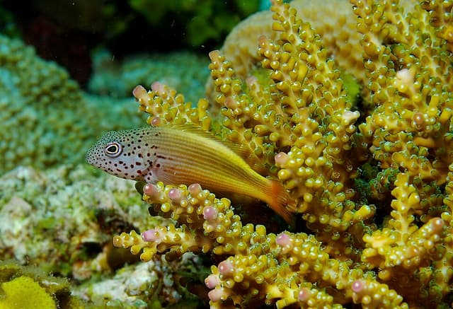 Sunburst Anthias