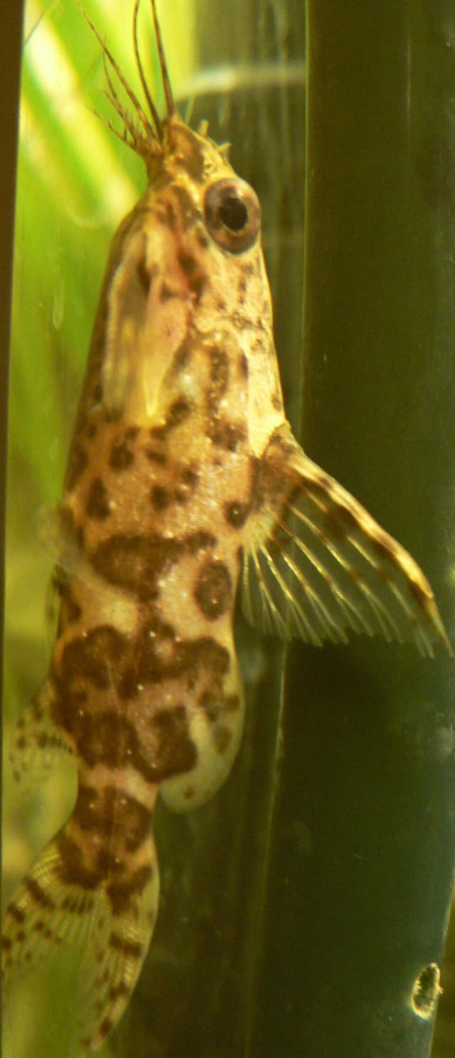 Upside-Down Catfish