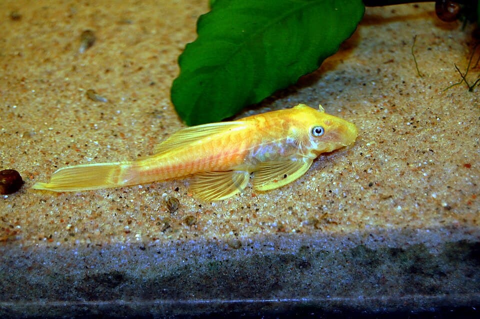 Adolfo's Cory