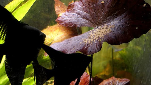 Angelfish