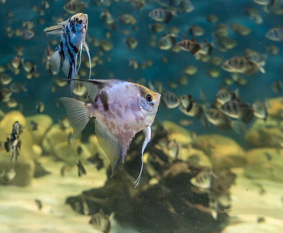 Angelfish