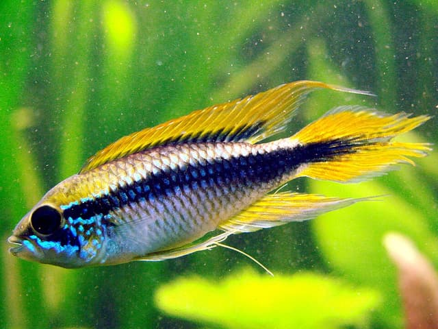 Agassizi's Dwarf Cichlid