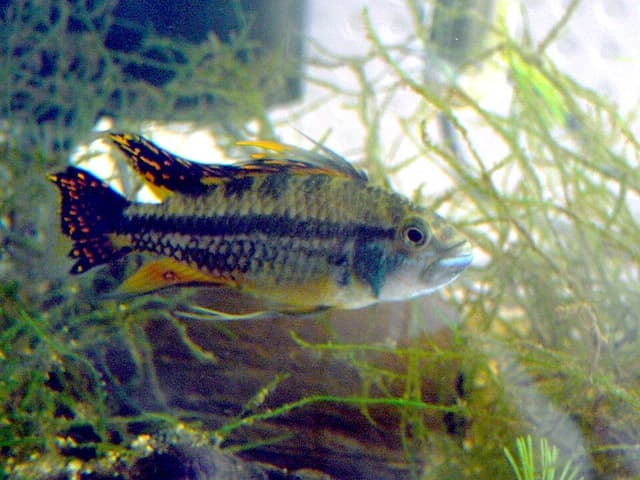 Cockatoo Apisto