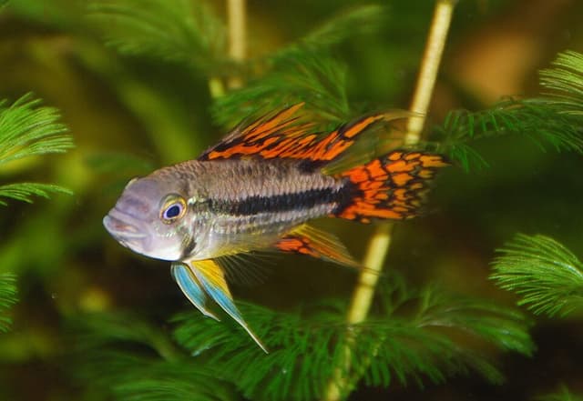Cockatoo Apisto