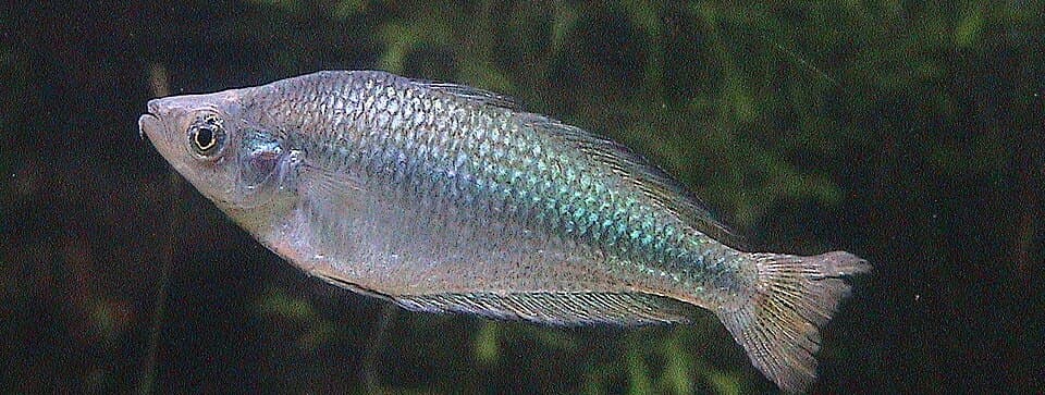 Australian Rainbowfish