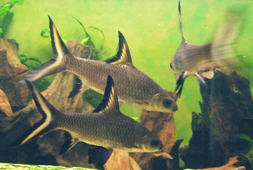 Bala Shark