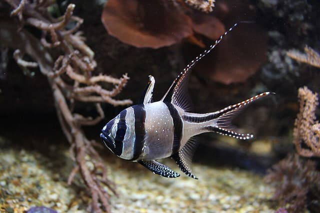 Banggai Cardinalfish