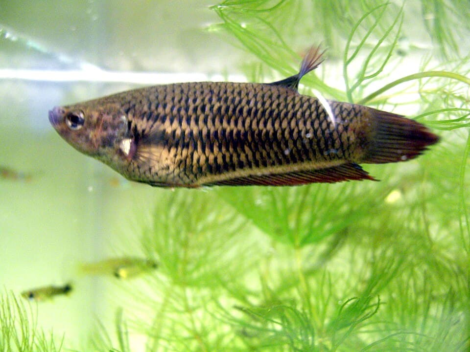 Female Betta
