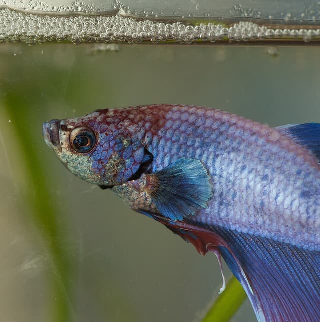 Male Betta