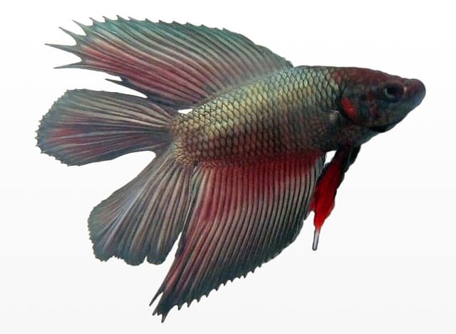 Male Betta