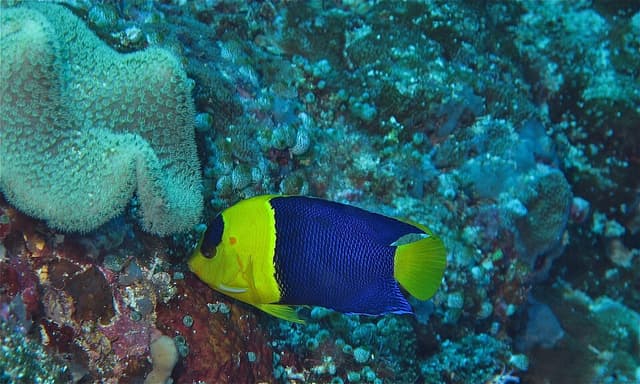 Bicolor Angelfish