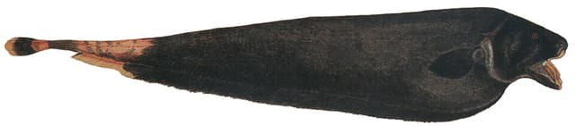 Black Ghost Knife