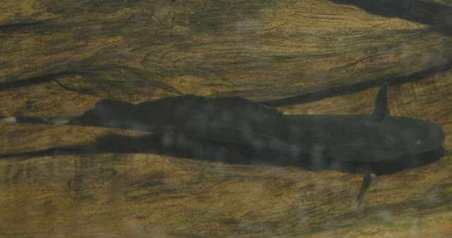 Black Ghost Knife