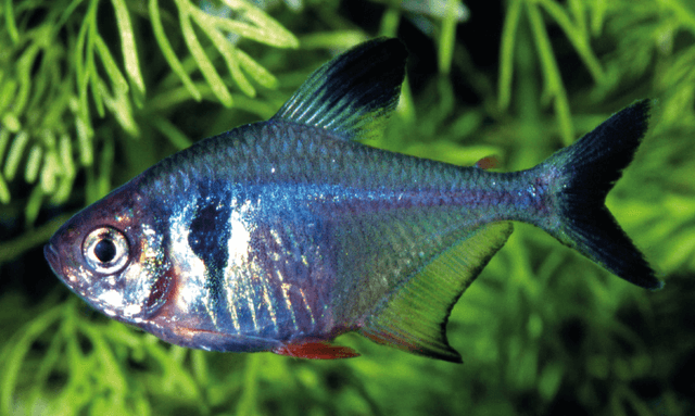 Black Phantom Tetra