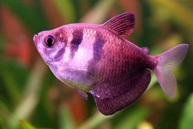 Black Skirt Tetra