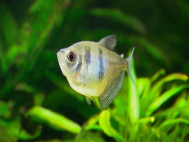 Black Skirt Tetra