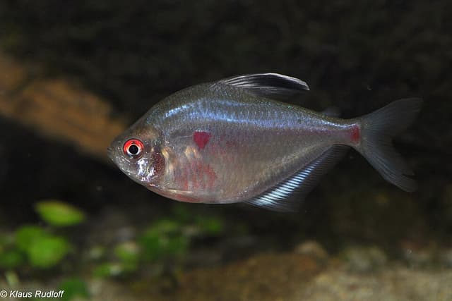 Bleeding Heart Tetra