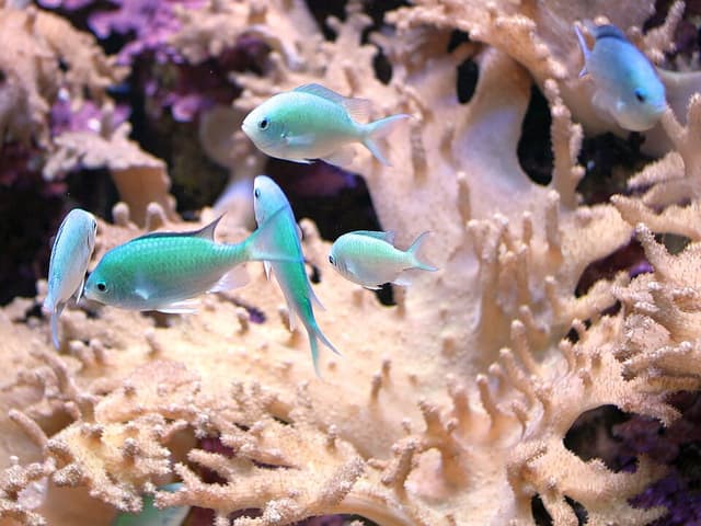 Blue-Green Chromis