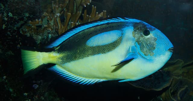 Blue Hippo Tang