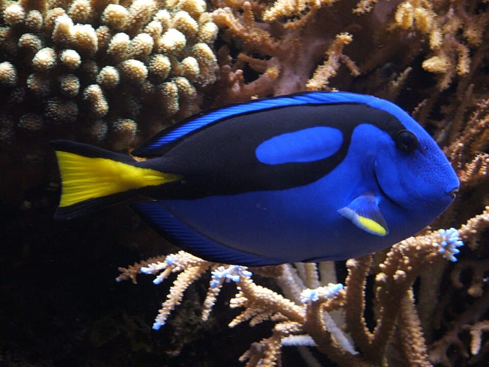 Blue Hippo Tang