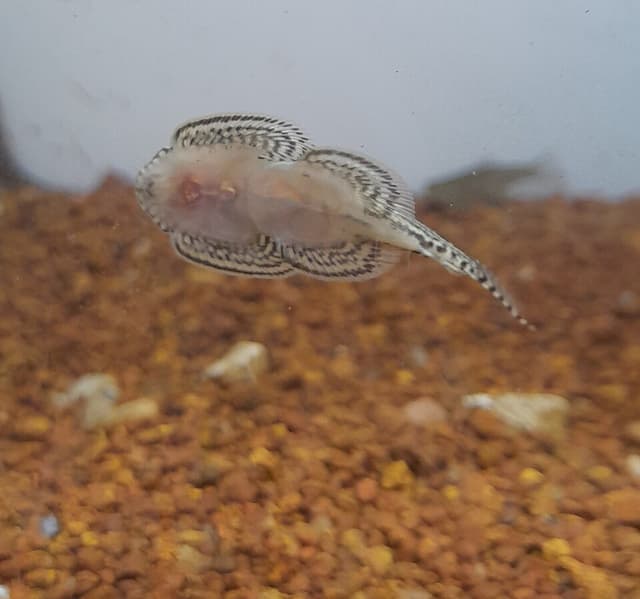 Borneo Sucker