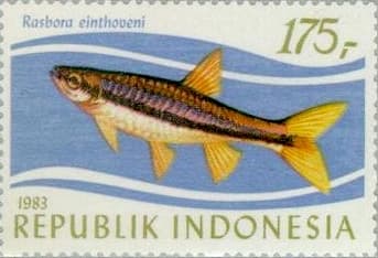 Brilliant Rasbora