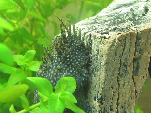Bristlenose Pleco