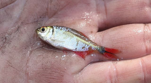 Buenos Aires Tetra