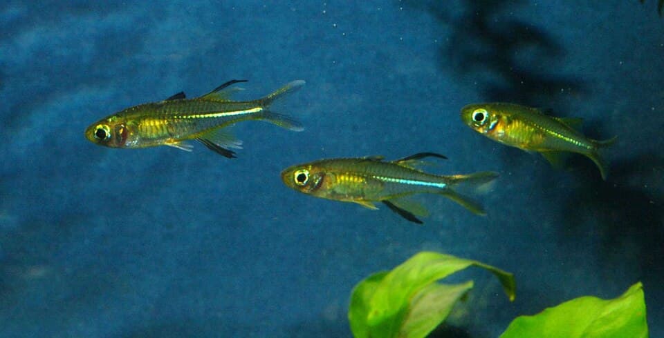 Celebes Rainbow