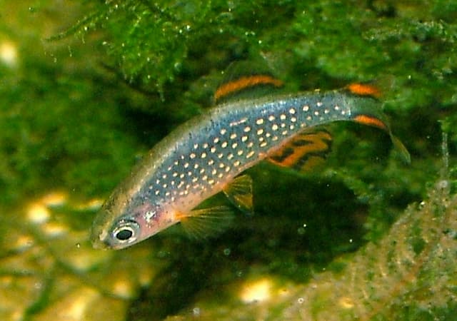 Celestial Pearl Danio