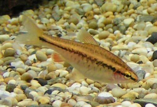 Cherry Barb