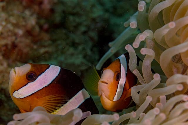 Clarkii Clownfish