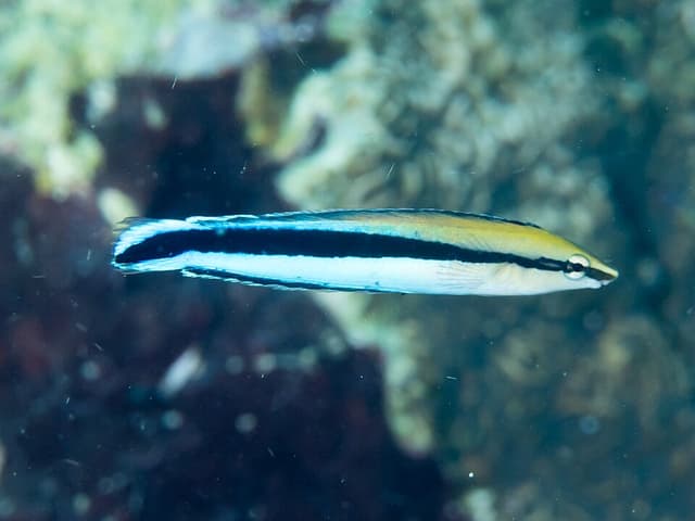Cleaner Wrasse