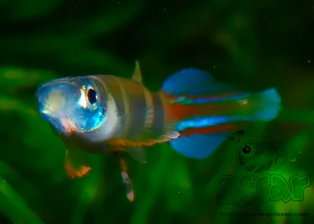 Clown Killifish