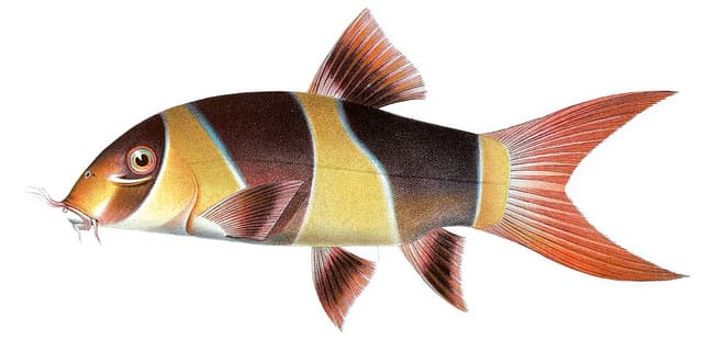 Clown Loach