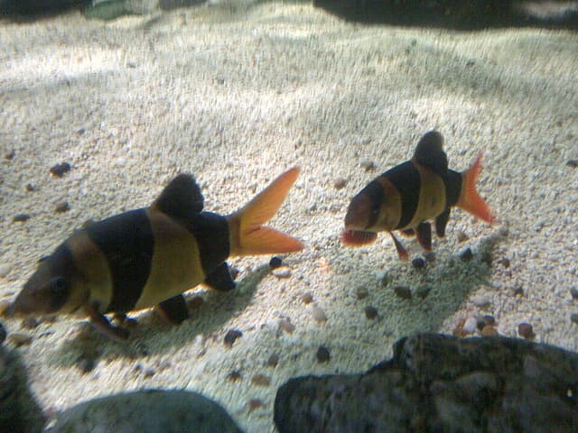 Clown Loach